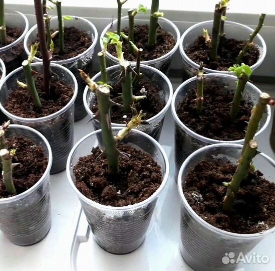 Саженцы роз