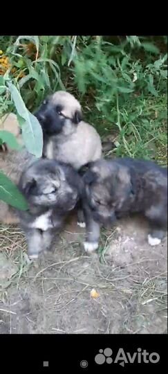 Отдам в добрые руки щенят помесь овчарки