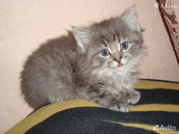 Маленькая Пушинка- пущистая серая девочка 1.5 мес