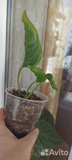 Филодендрон