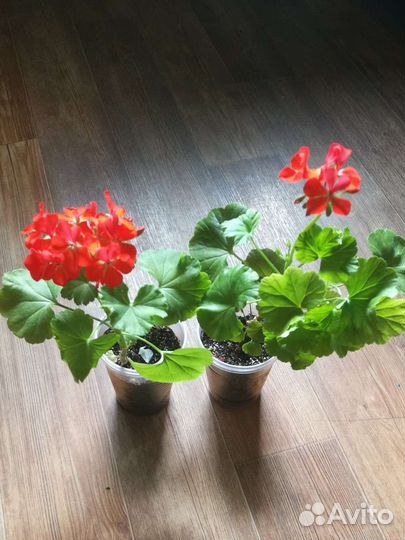 Декабрист пеларгония каланхоэ