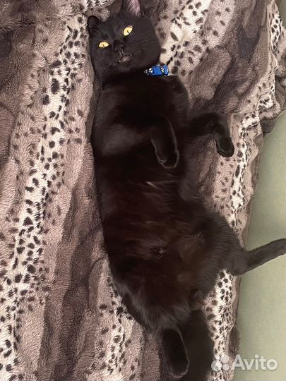 Отдам кота в добрые руки