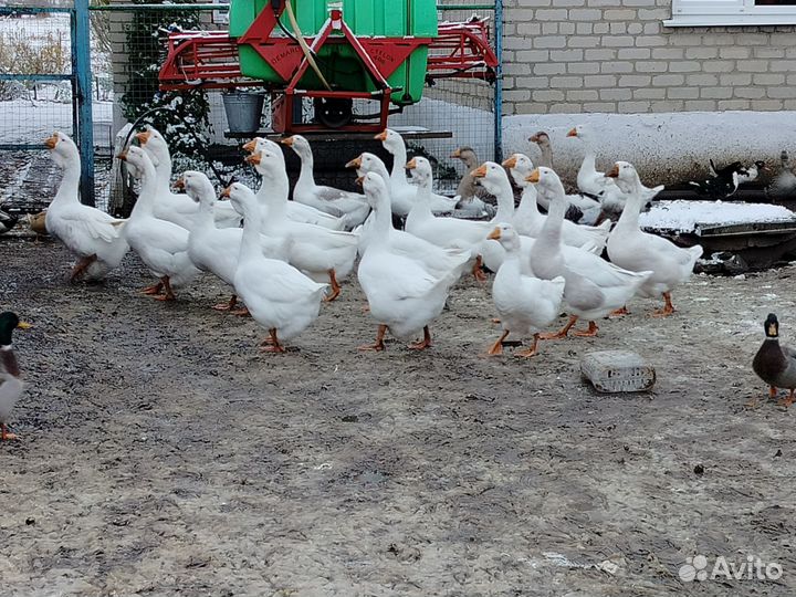 Гуси и утки