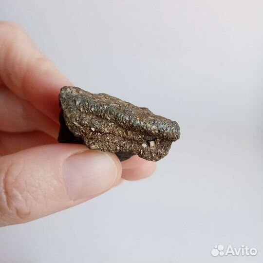 Окаменелости