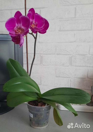 Орхидеи фаленопсис