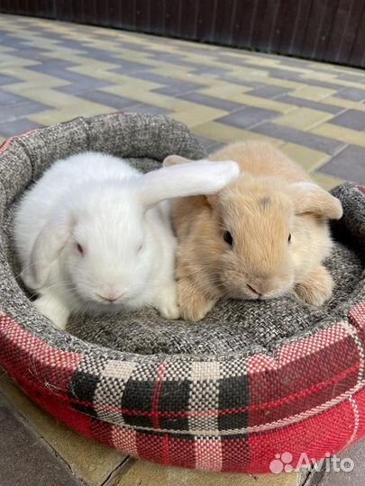 Декоративные кролики вислоухие