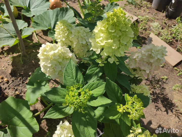 Гортензия бонфаер и металлика