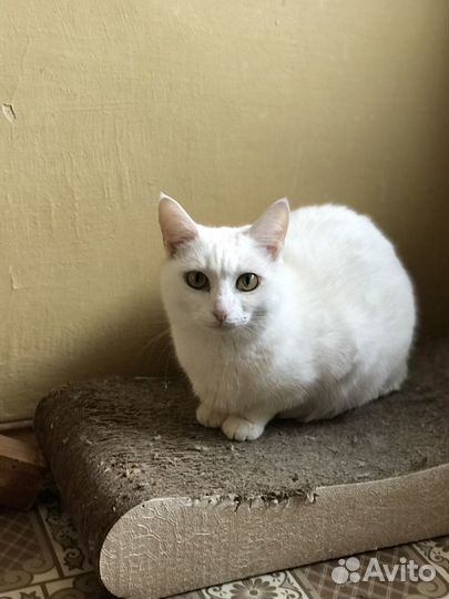 Стерилизованная кошечка Белоснежка