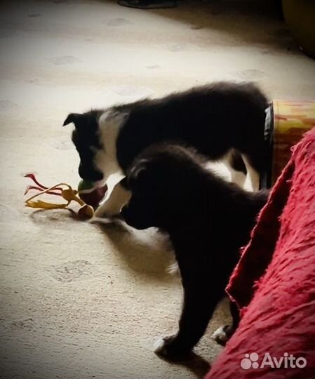 Самоедская лайка щенки