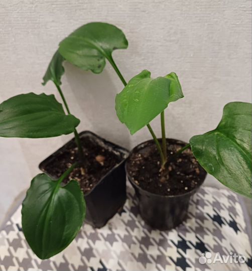 Спатифиллум