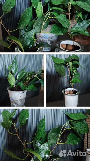 Фикус бенджамина