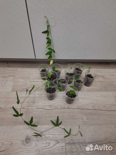 Комнатные растения