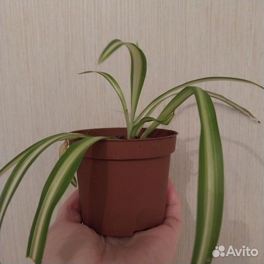 Маленькие цветы домашние