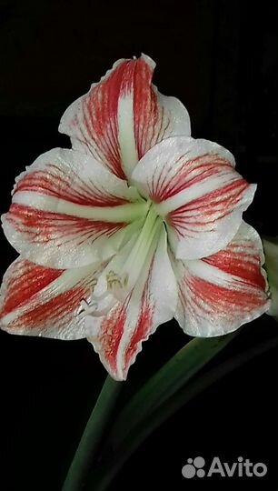 Гиппиаструм