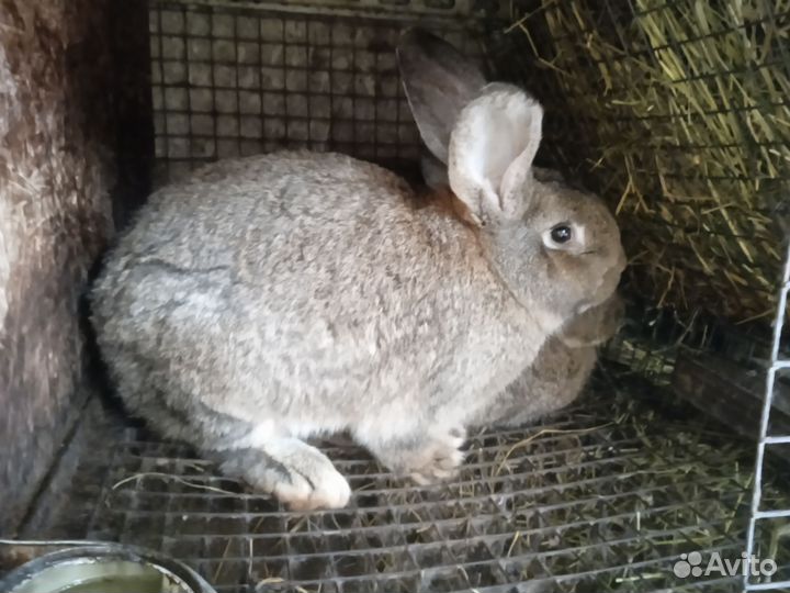 Кролик, сукрольные крольчихи, мясо кролика