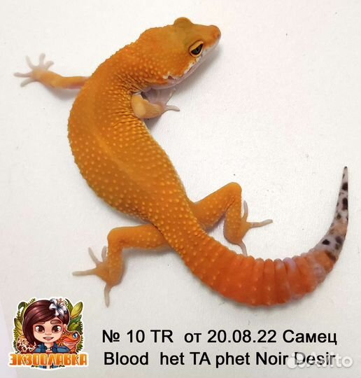Леопардовый геккон