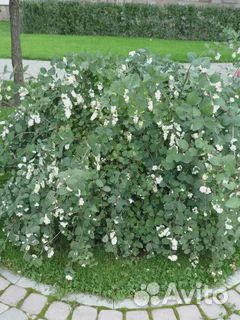 Снежноягодник для живой изгороди