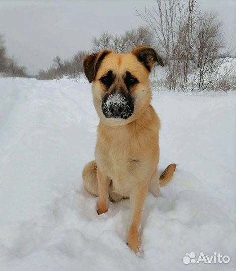 Собака Кристи