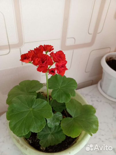 Пеларгония герань