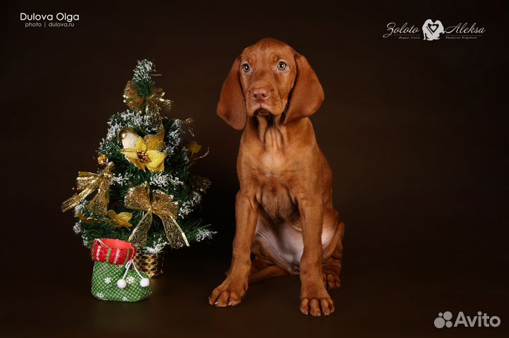 Венгерская Выжла. есть свободные малыши