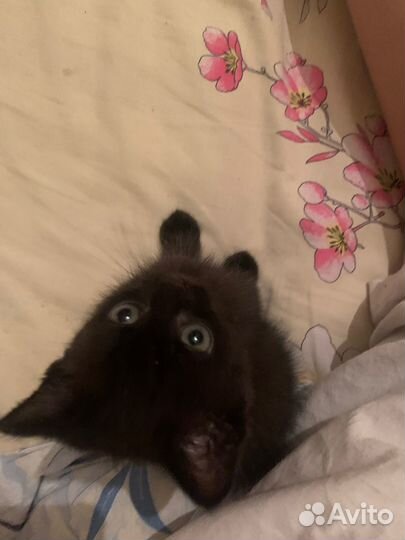 Черный котенок девочка бесплатно