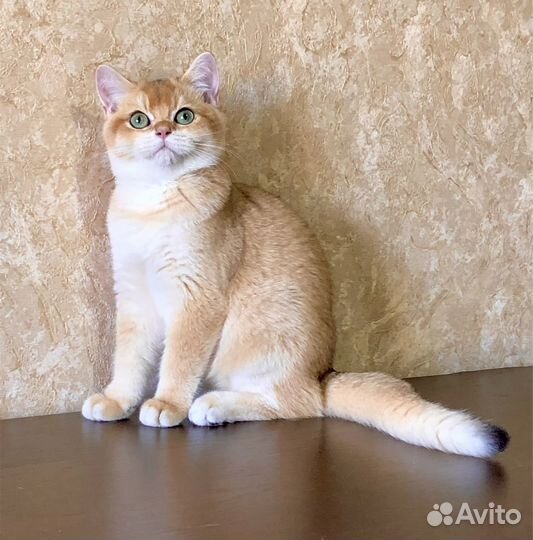 Котята золотая шиншилла