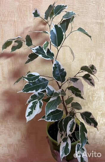 Фикус бенджамина