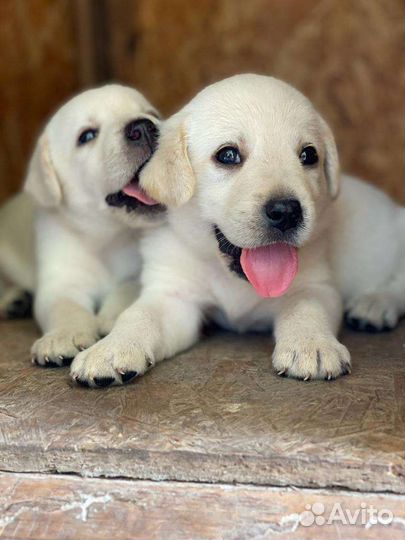 Щенки лабрадора
