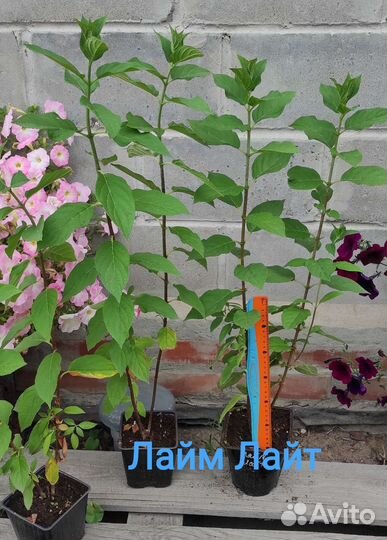 Гортензия метельчатая