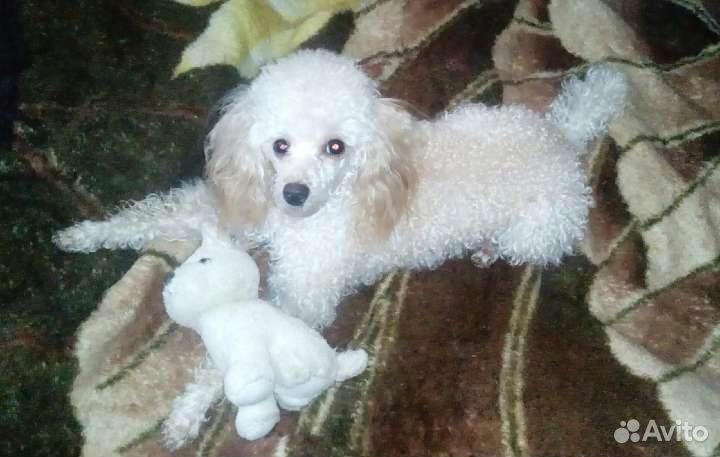 Той-пудель девочка (вязка)