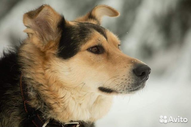 Овчаристая Собака Яша в добрые руки