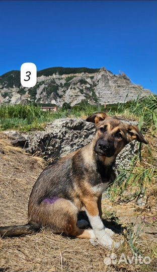 Щенок- подросток Варя стерильная в дар