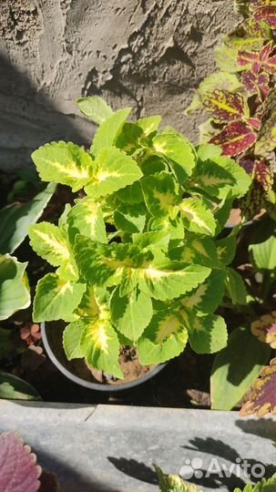 Колеусы вегетативные