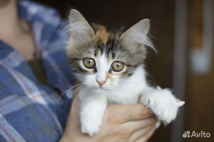 Котенок-девочка в добрые руки