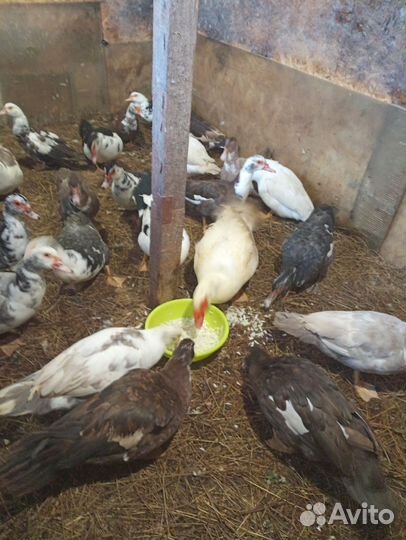 Инкубационное яйцо мускусной утки