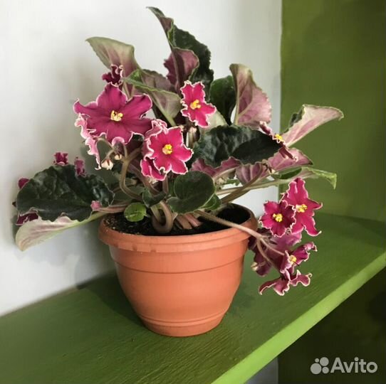 Фиалка кружевная