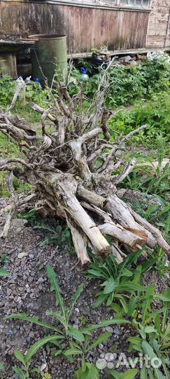 Бомбическая коряга для аквариума