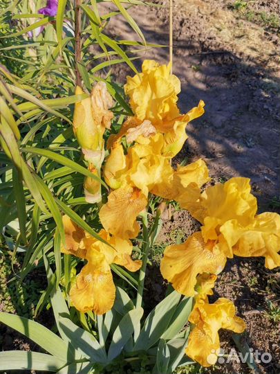 Ирисы бородатые