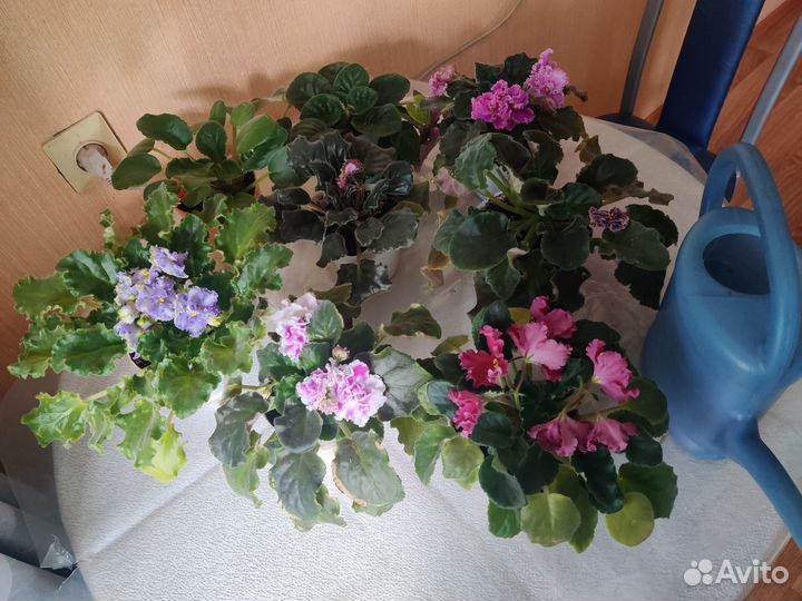 Комнатные цветы