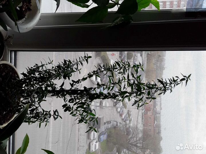 Растение Мирт вариегатный и зеленый