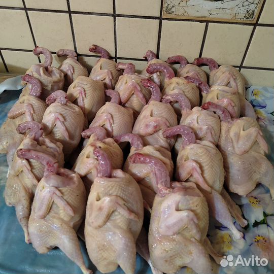 Мясо перепелов