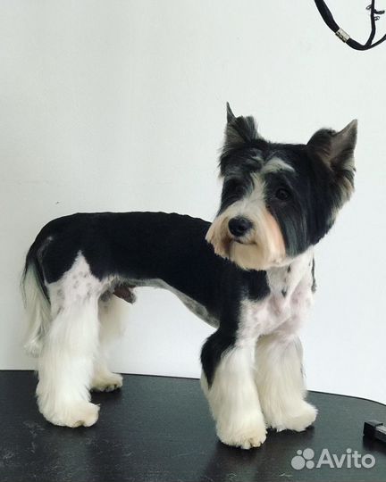 Профессиональная стрижка собак