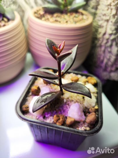 Суккуленты