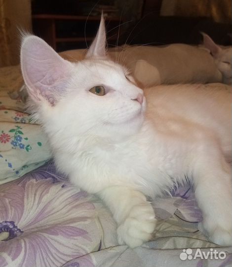 Котята мейн-кун