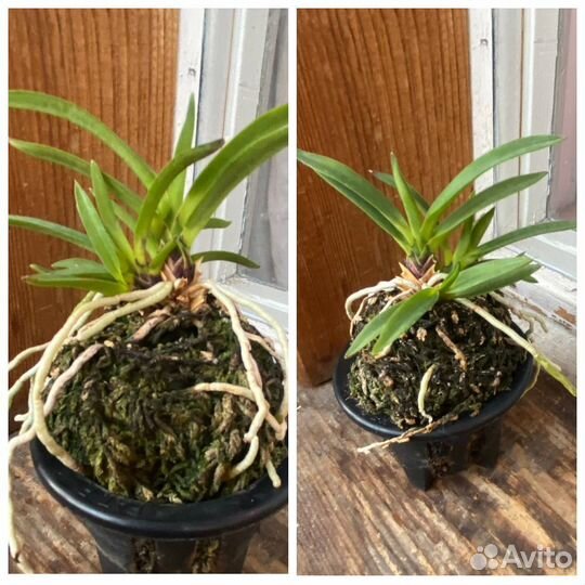 Орхидея неофинетия (Neofinetia falcata Shutenno)