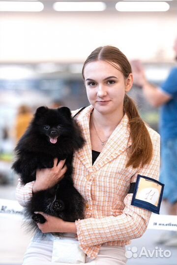 Хендлер, подготовка собак к выставкам