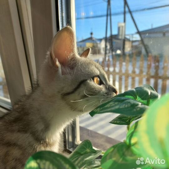 Отдам котят в добрые руки