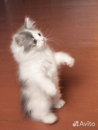 Пушистый котенок девочка Баунти