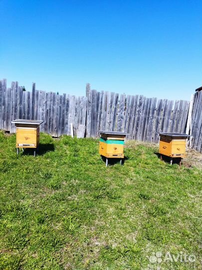 Продам ульи для пчел