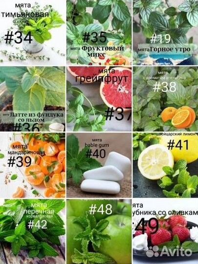 Мята сортовая, с разными ароматами, вариегатная